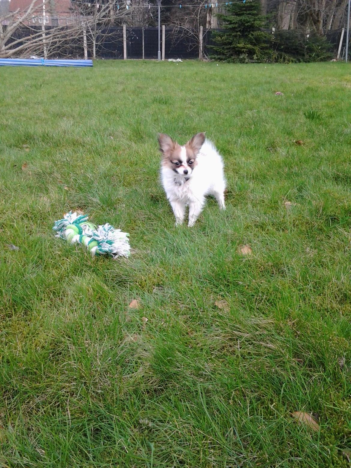 Papillon Roesdalhs Tanni (zika) billede 11