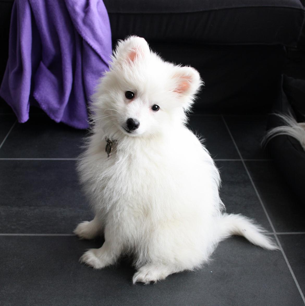 Japansk spids Bella billede 10