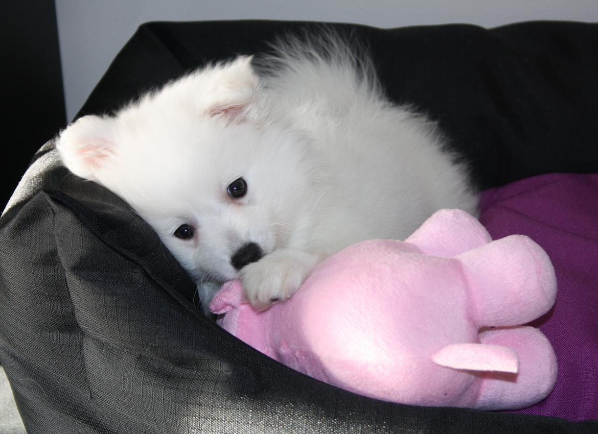 Japansk spids Bella billede 11