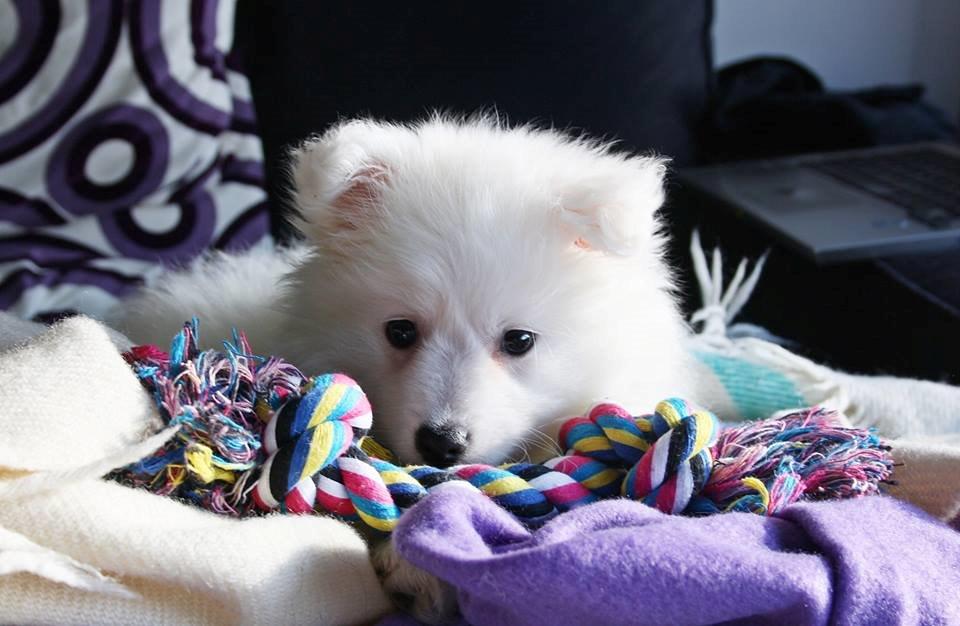 Japansk spids Bella billede 12