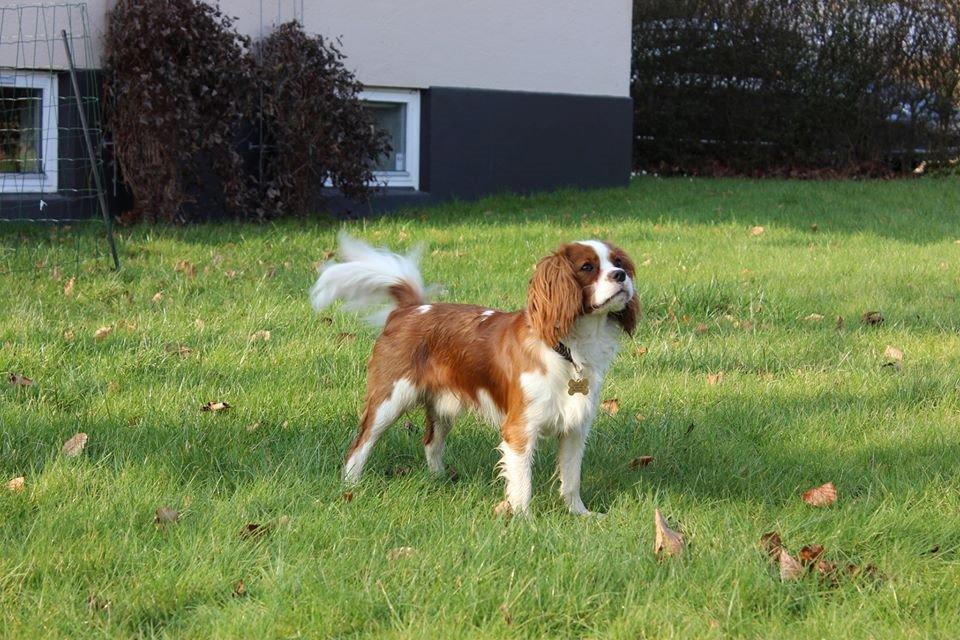 Cavalier king charles spaniel Uffe billede 15