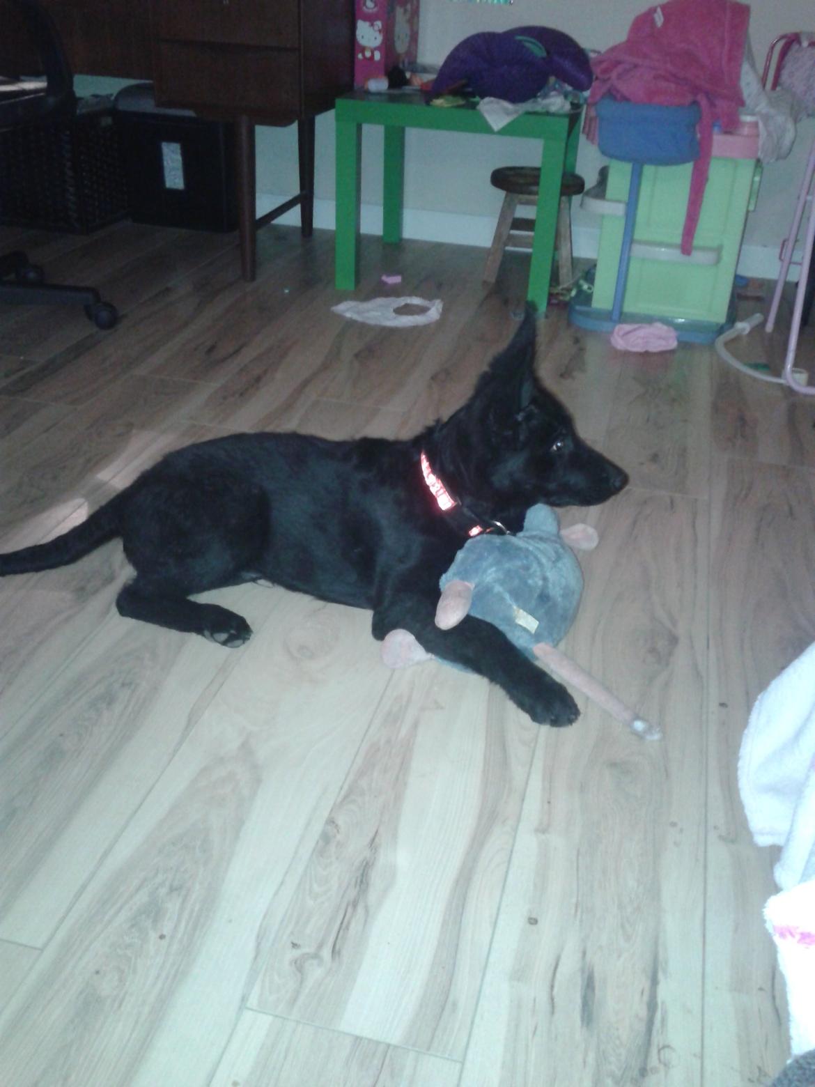 Schæferhund Jen-Ager's Dax billede 9