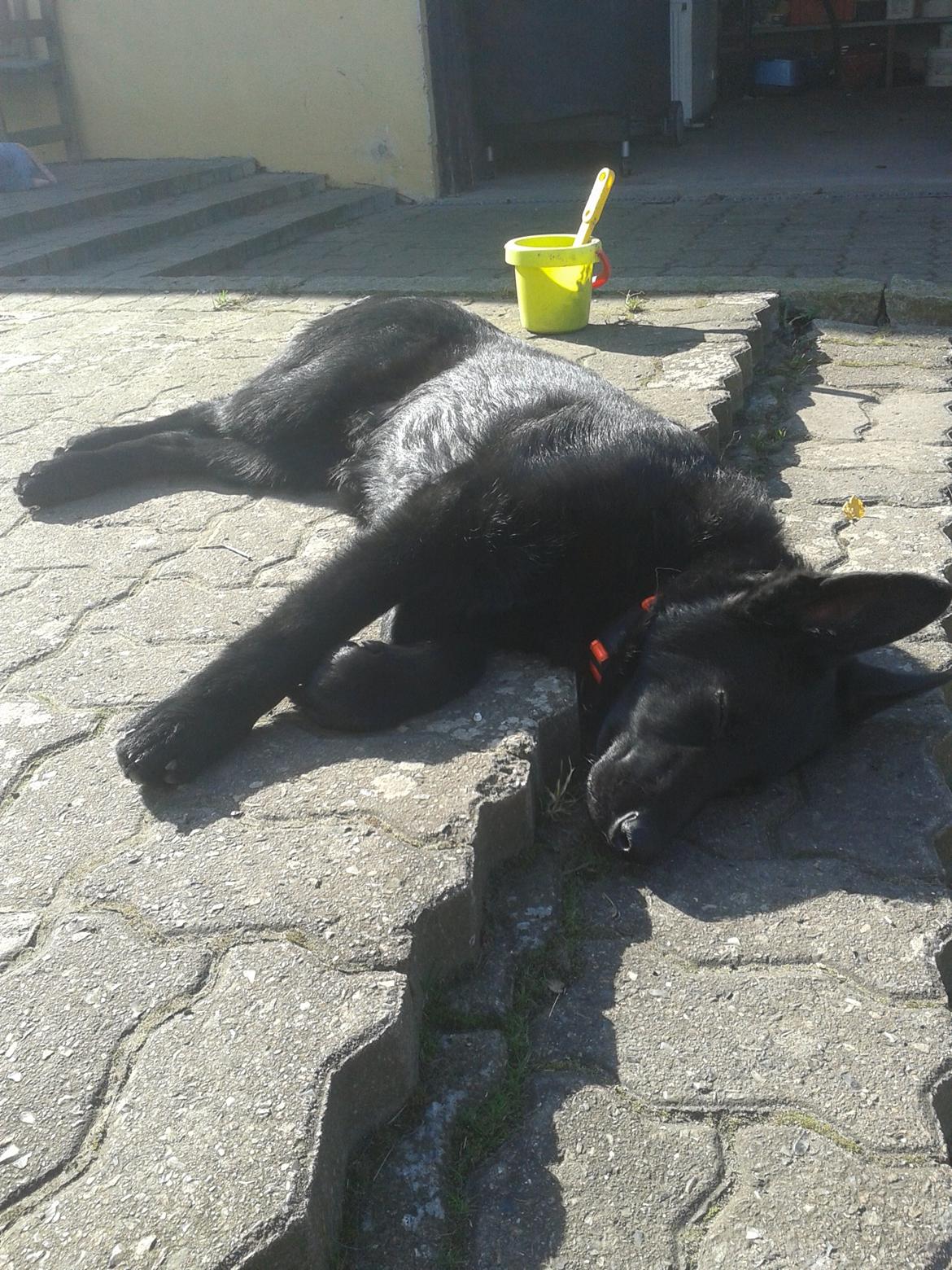 Schæferhund Jen-Ager's Dax billede 10