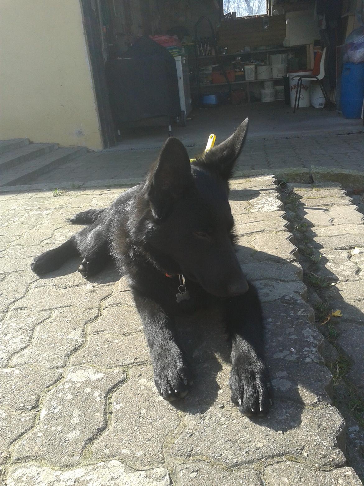 Schæferhund Jen-Ager's Dax billede 11