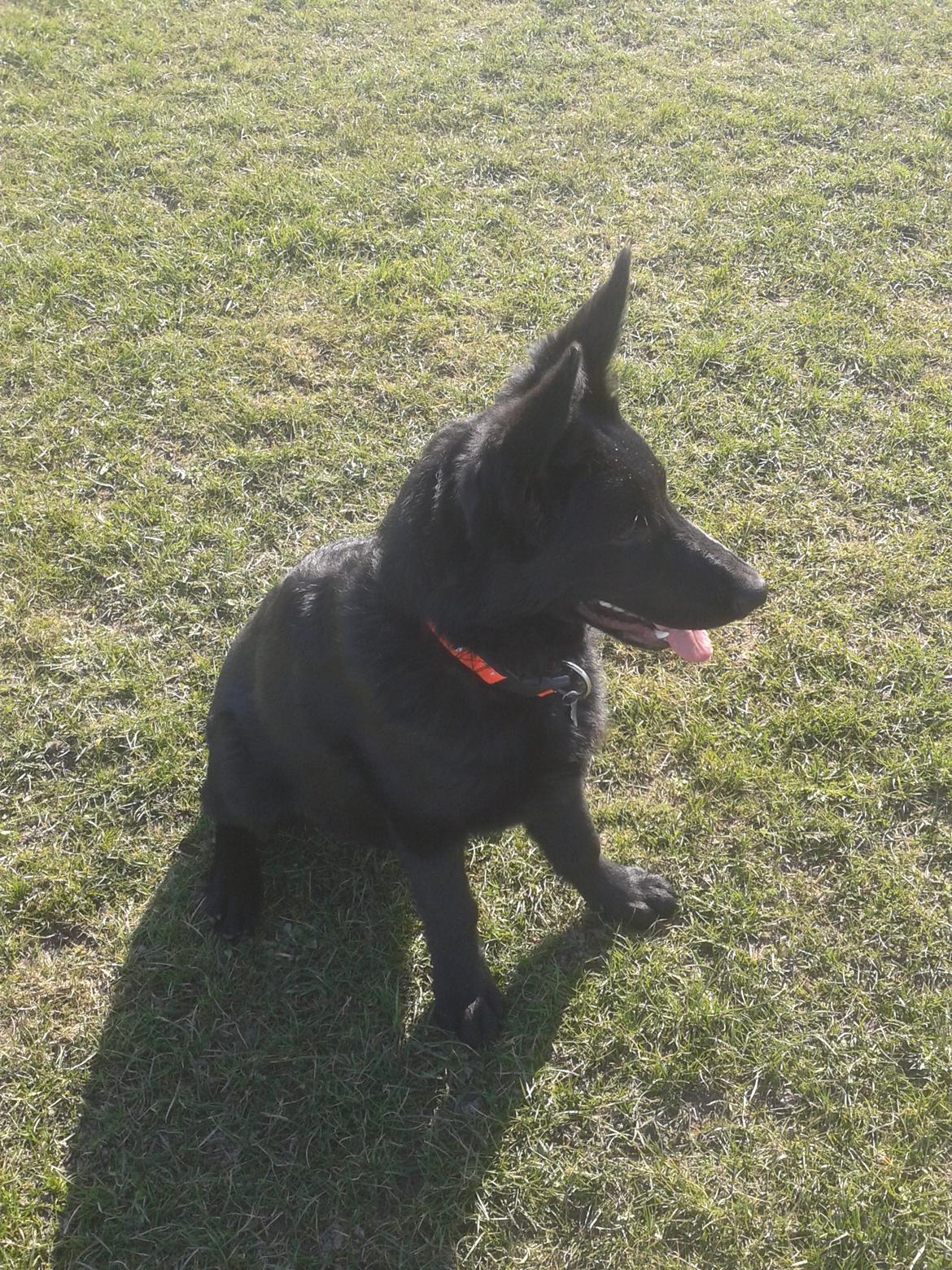 Schæferhund Jen-Ager's Dax billede 12