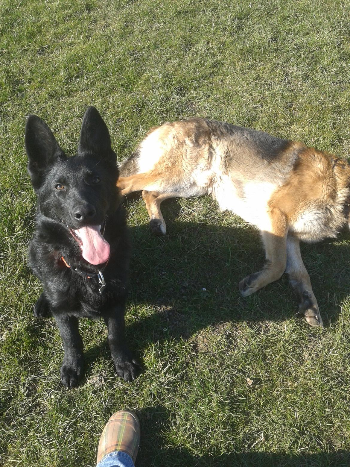 Schæferhund Jen-Ager's Dax billede 13