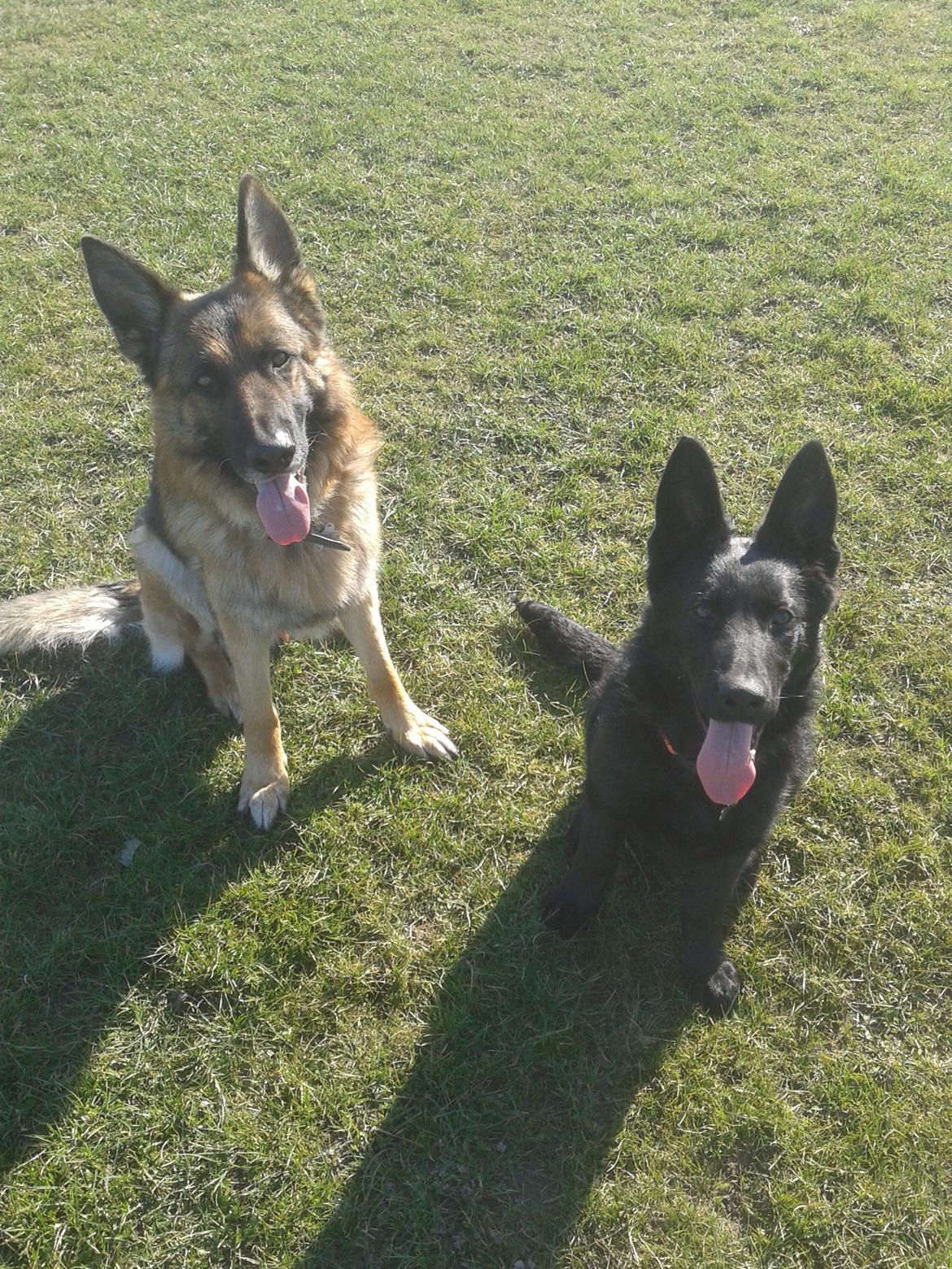 Schæferhund Jen-Ager's Dax billede 14