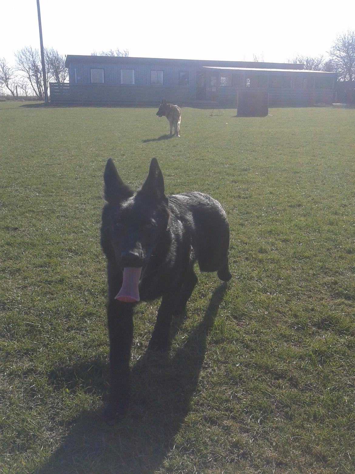 Schæferhund Jen-Ager's Dax billede 15