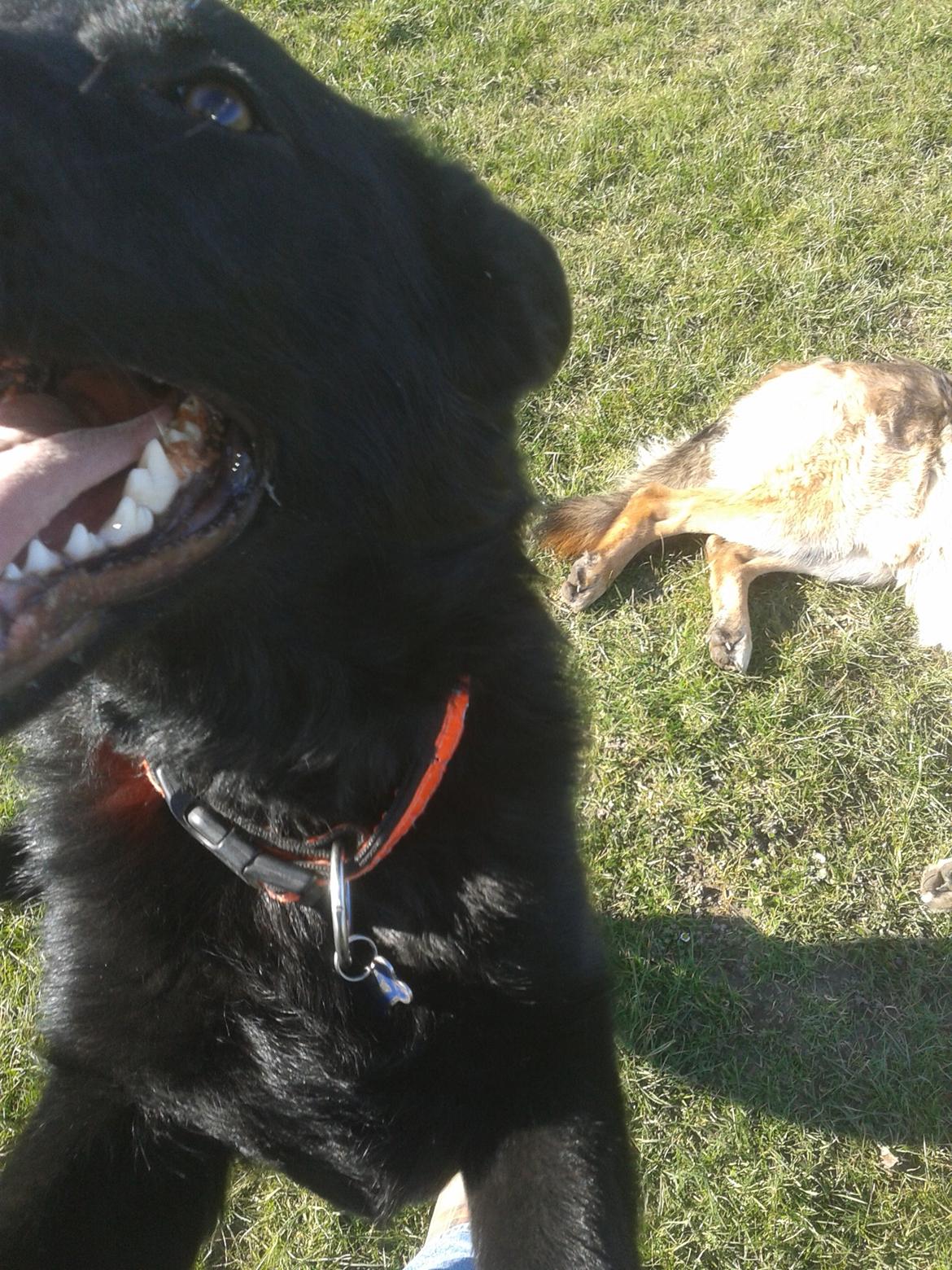 Schæferhund Jen-Ager's Dax billede 16