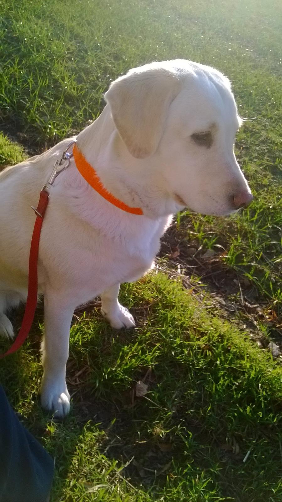 Blanding af racer †Puk† billede 40