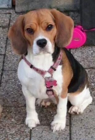 Beagle daisy billede 1