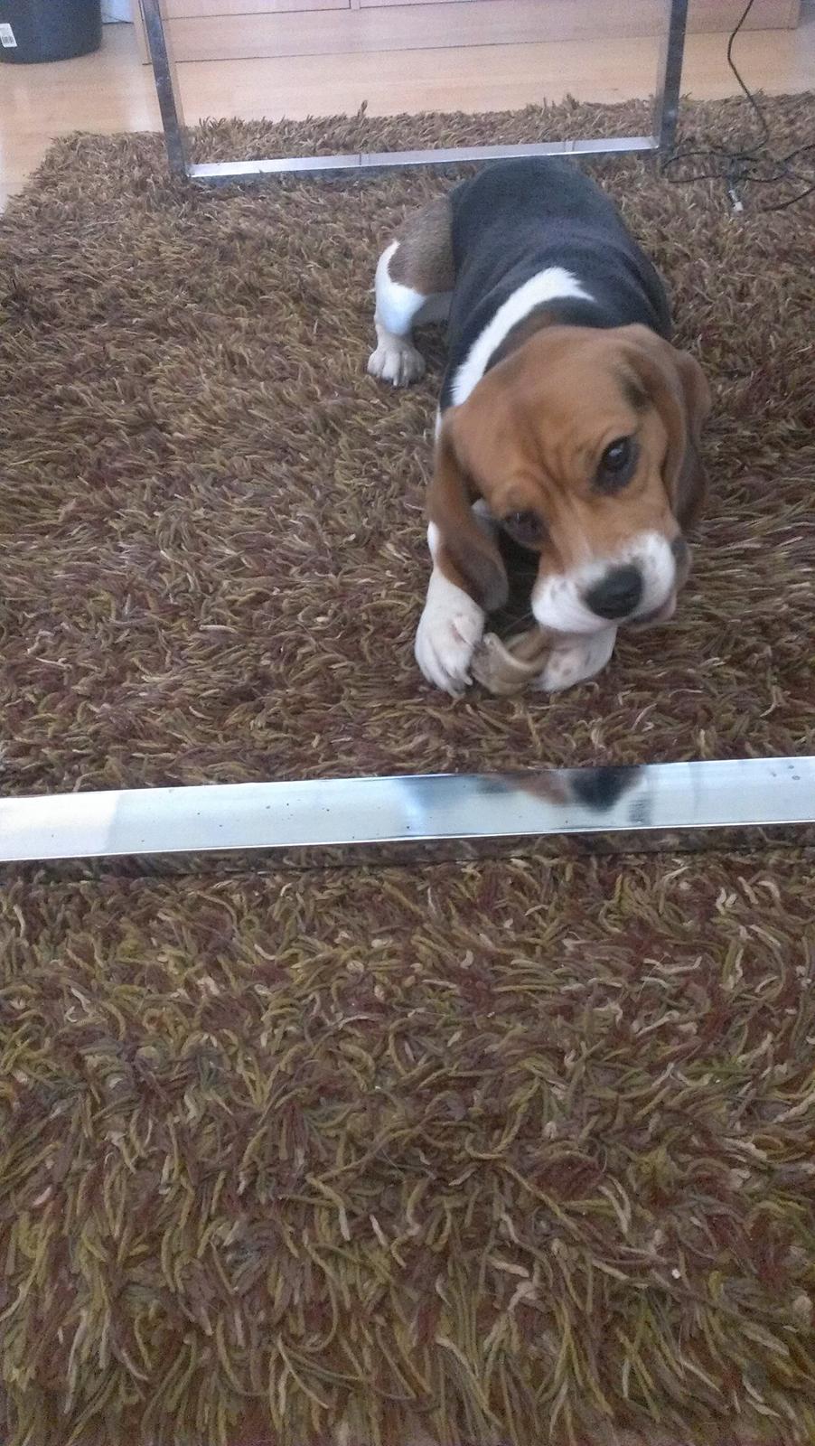 Beagle daisy billede 2