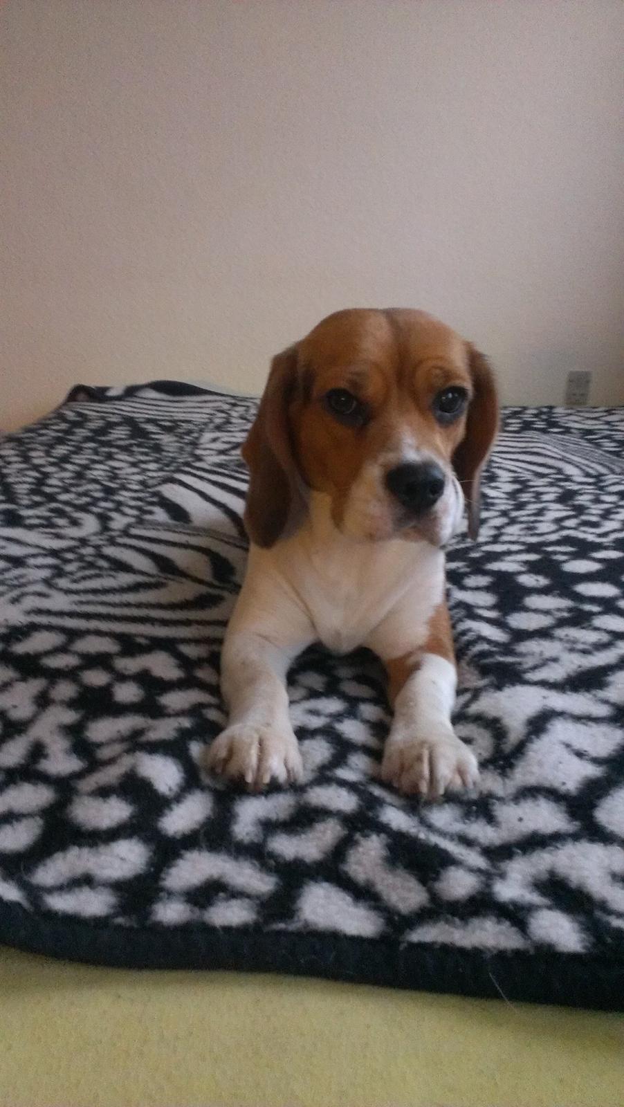 Beagle daisy billede 3