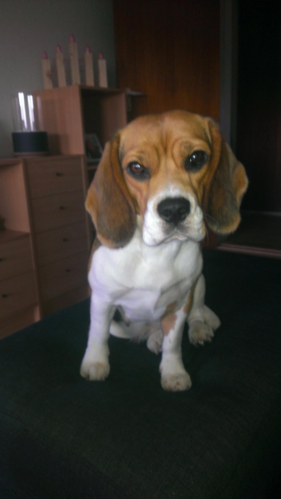 Beagle daisy billede 4