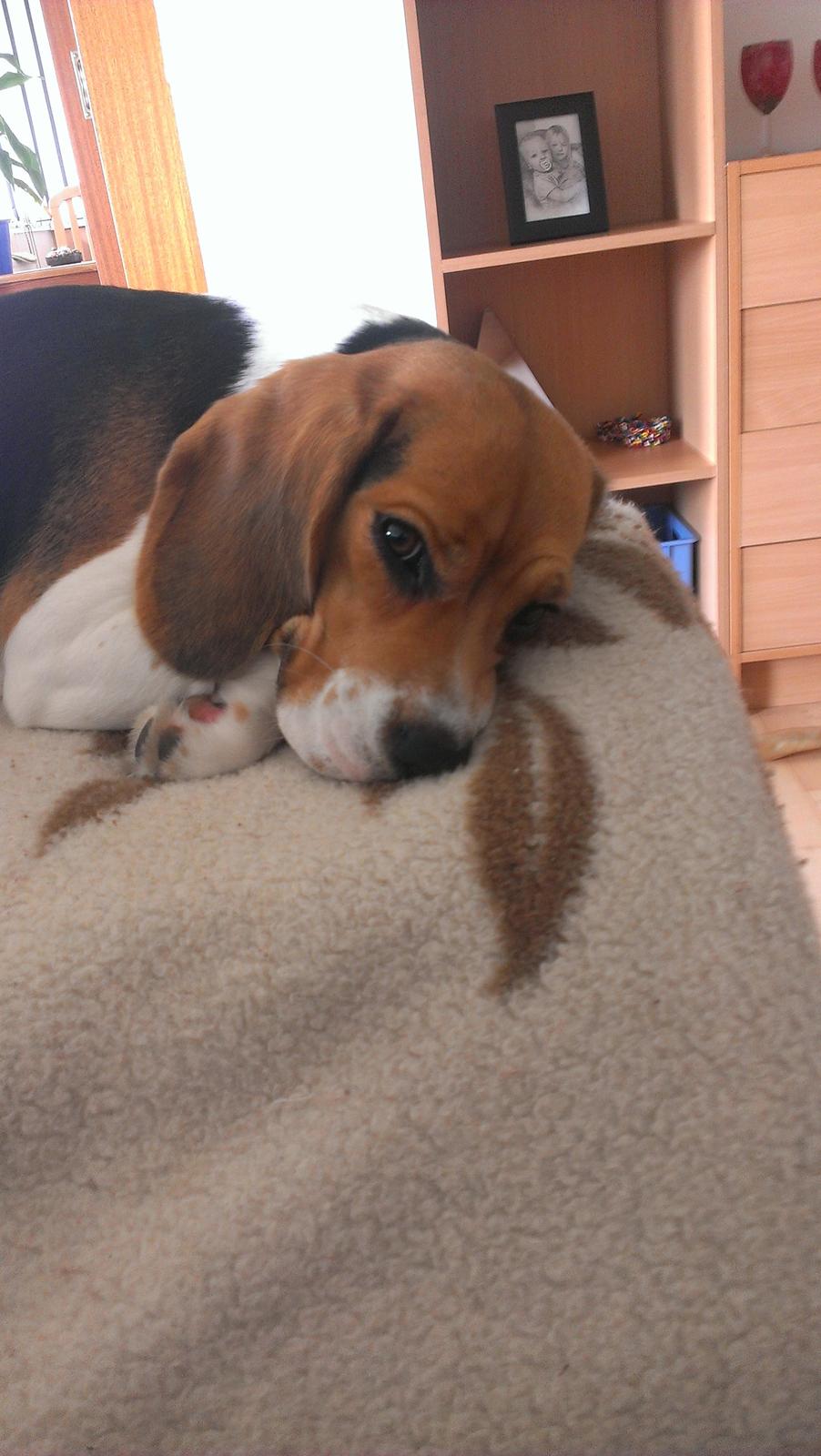 Beagle daisy billede 5