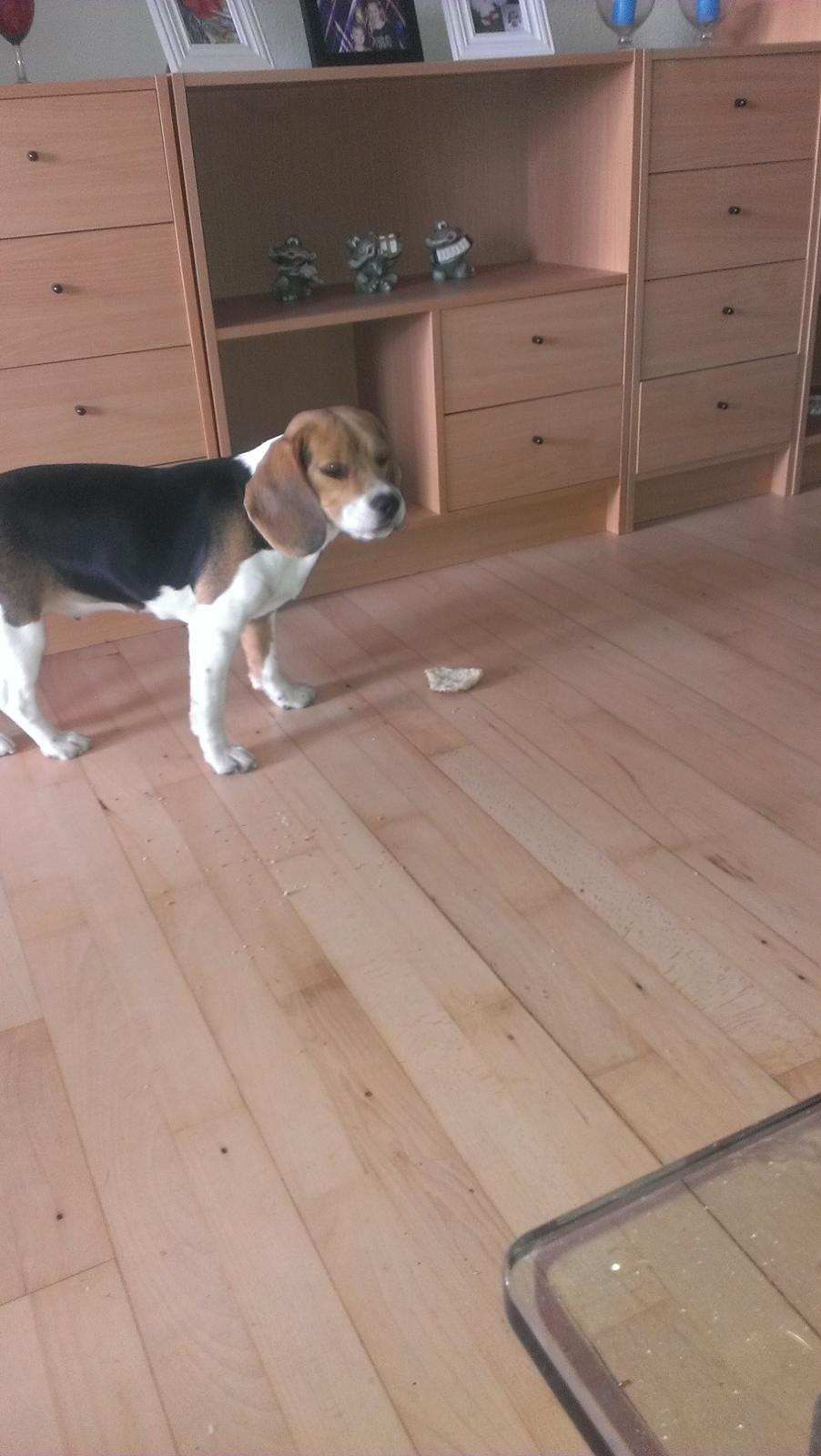 Beagle daisy billede 6