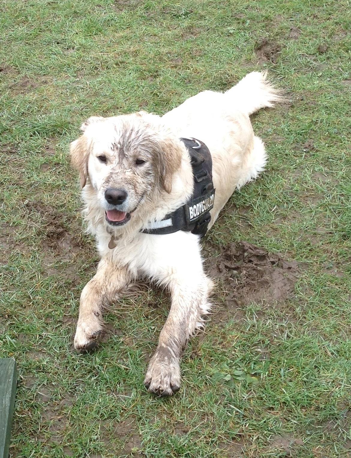 Golden retriever Bastian(Xabax) billede 46