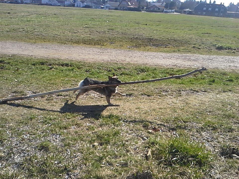 Västgötaspids Gaia R. I. P billede 28