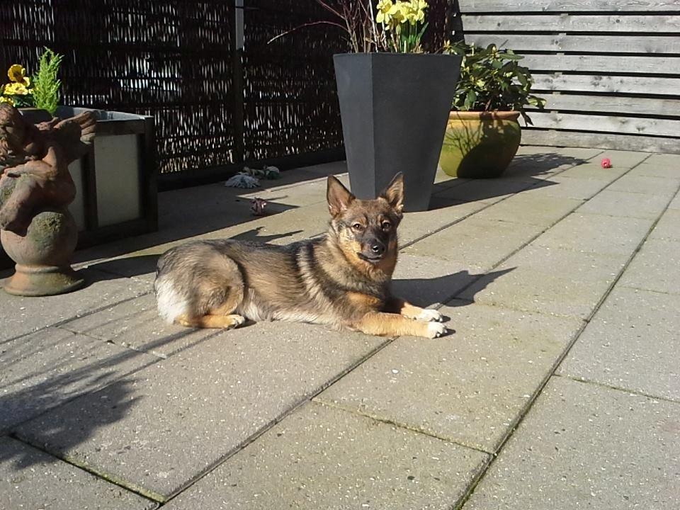 Västgötaspids Gaia R. I. P - Gaia 8 mdr billede 3