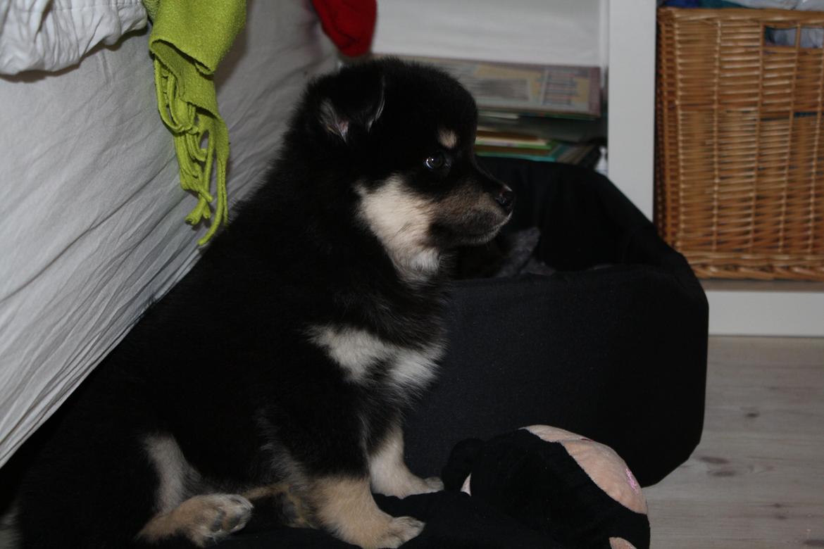 Finsk lapphund Ulla billede 31