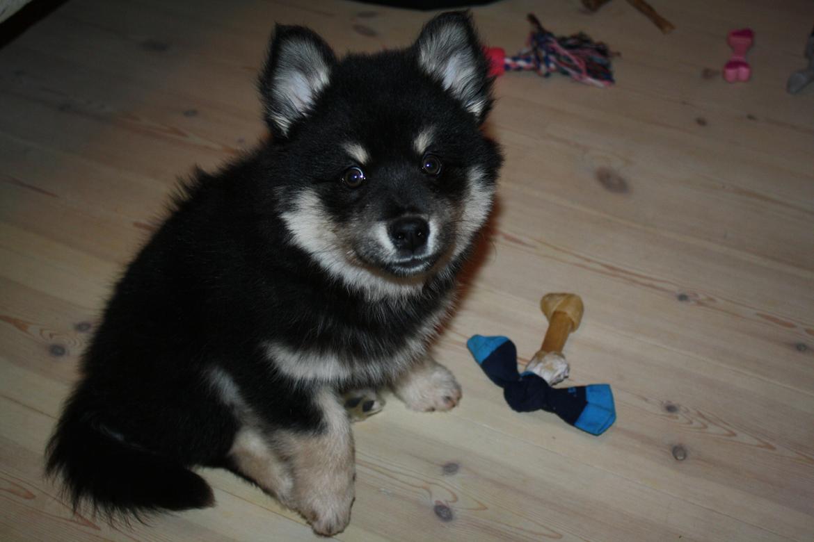 Finsk lapphund Ulla billede 30