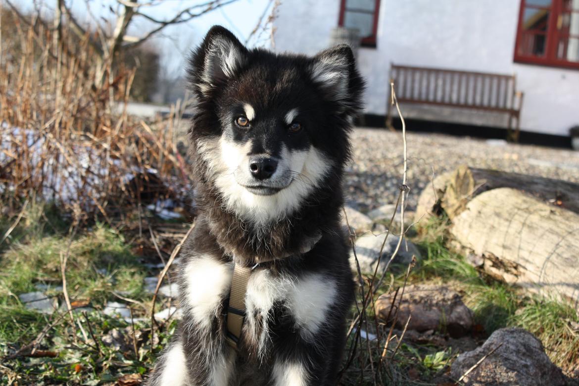 Finsk lapphund Ulla billede 9