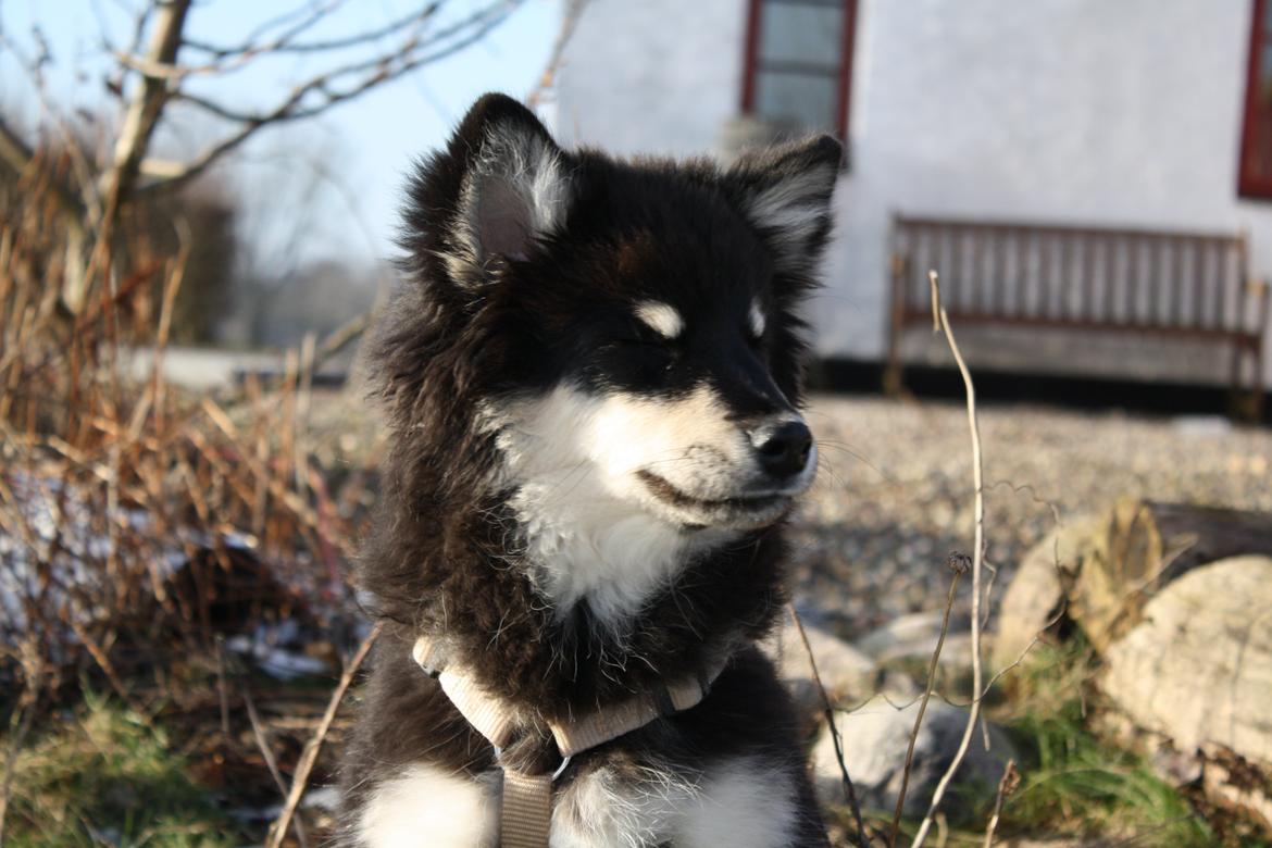 Finsk lapphund Ulla billede 17
