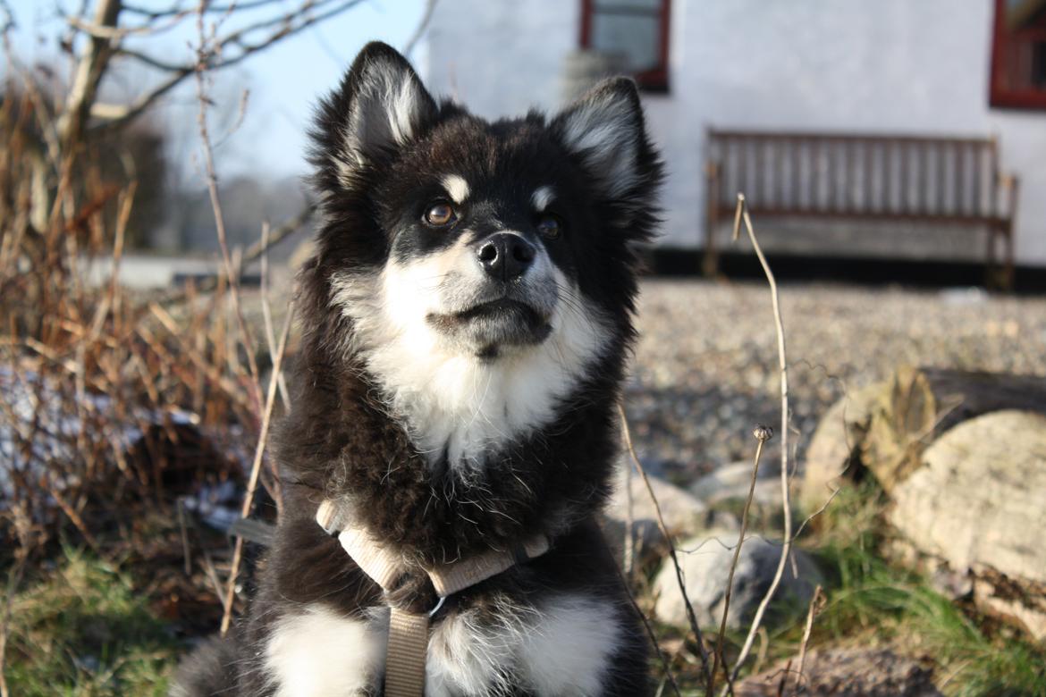 Finsk lapphund Ulla billede 21