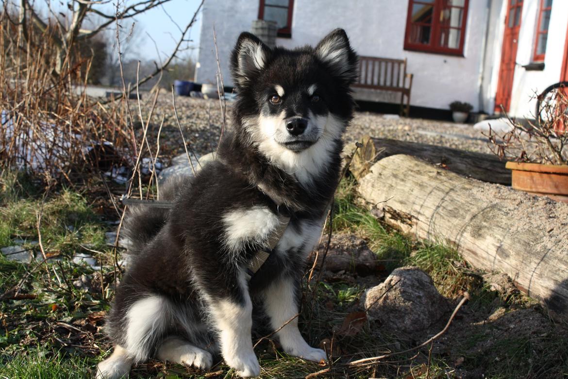 Finsk lapphund Ulla billede 25