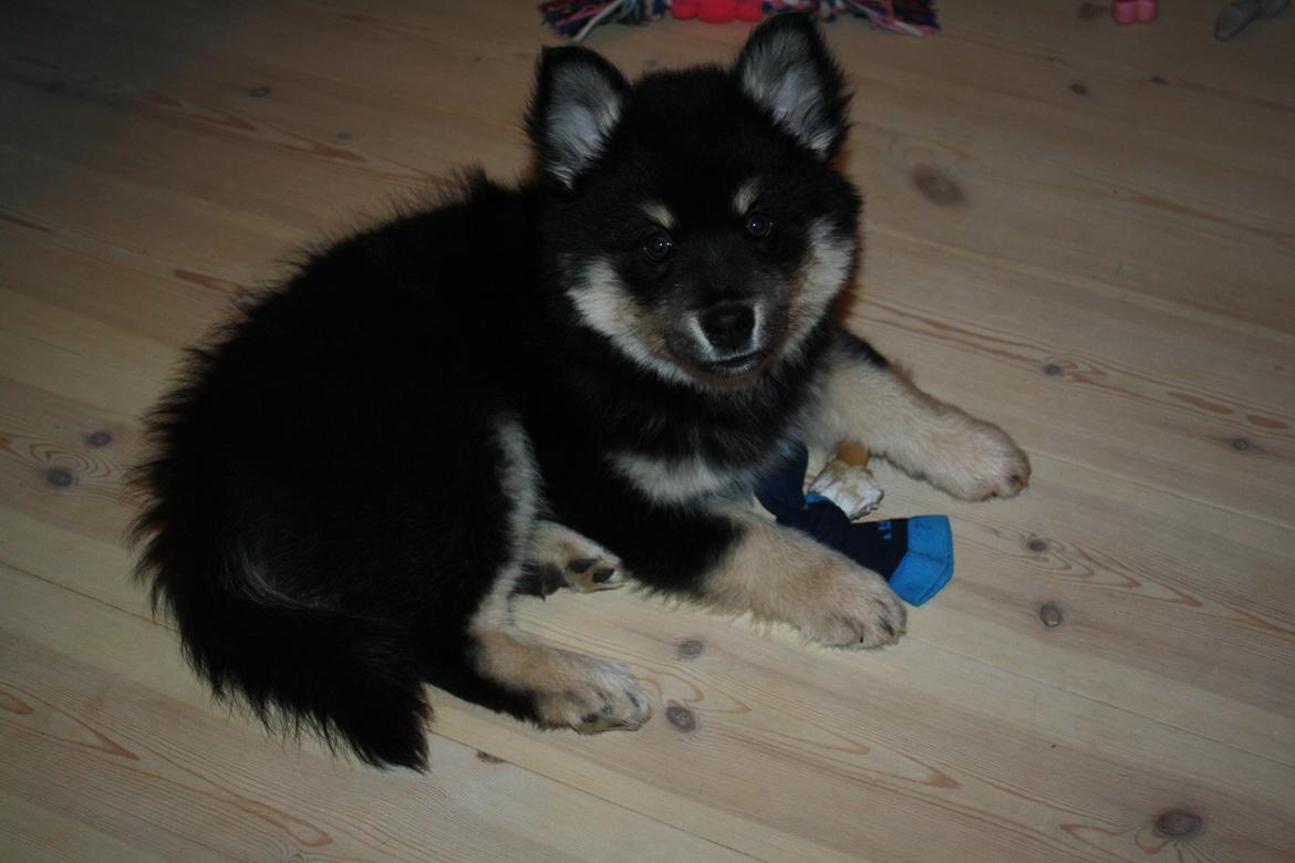 Finsk lapphund Ulla billede 29