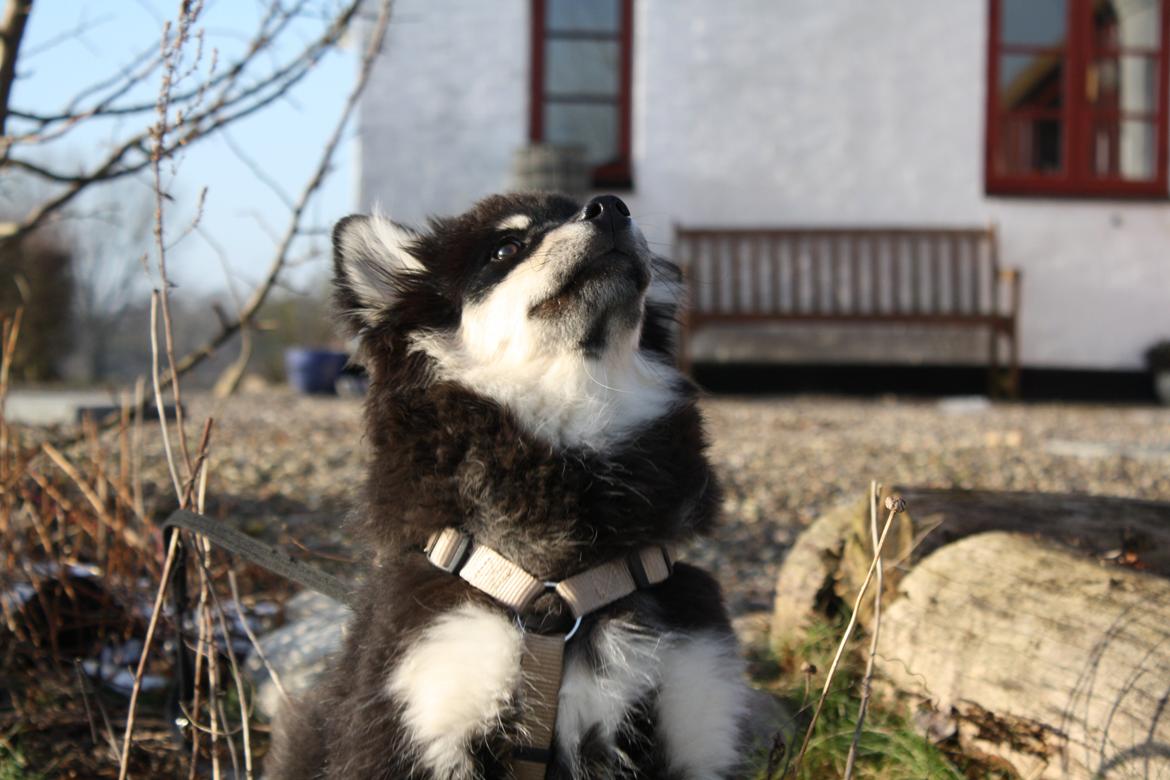 Finsk lapphund Ulla billede 28