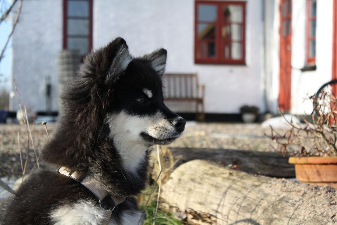 Finsk lapphund Ulla billede 27