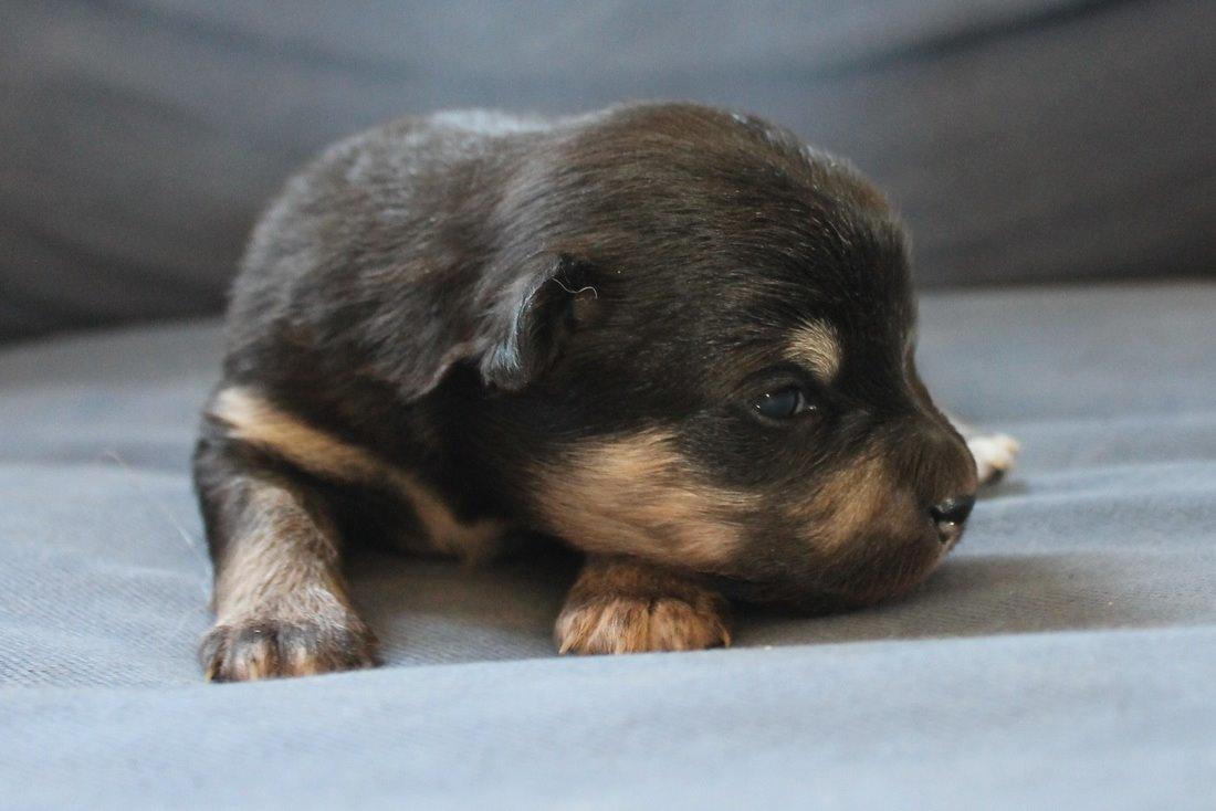 Finsk lapphund Ulla - 7. okt. 2013. Billede lånt af Rachel. billede 35