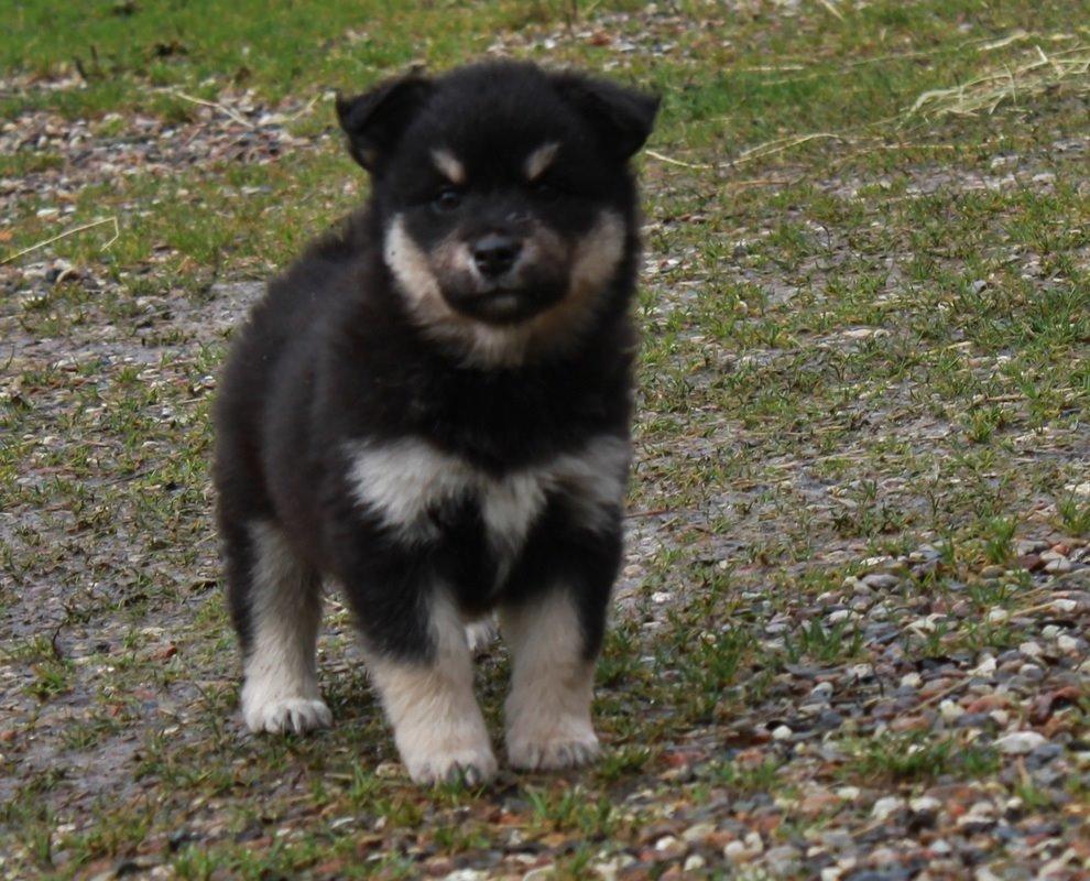 Finsk lapphund Ulla - 10. nov. 2013. Billede lånt af Rachel. billede 32