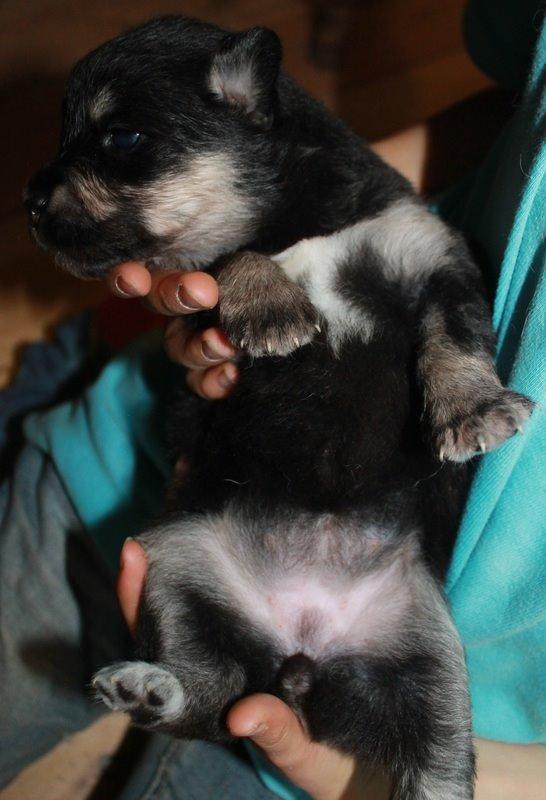 Finsk lapphund Ulla - 13. okt. 2013. Billede lånt af Rachel. billede 34