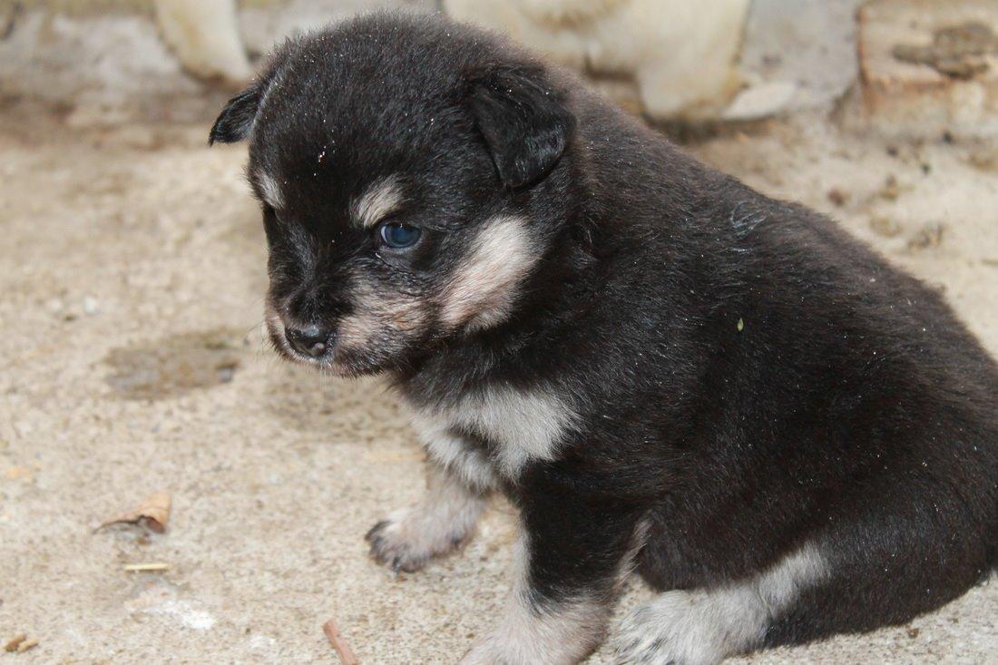 Finsk lapphund Ulla - 24. okt. 2013. Billede lånt af Rachel. billede 33