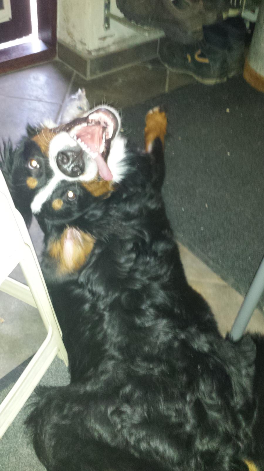 Berner sennenhund Conrad billede 1