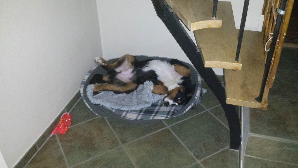 Berner sennenhund Conrad billede 2