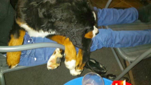 Berner sennenhund Conrad billede 3