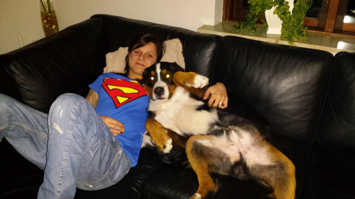 Berner sennenhund Conrad billede 4