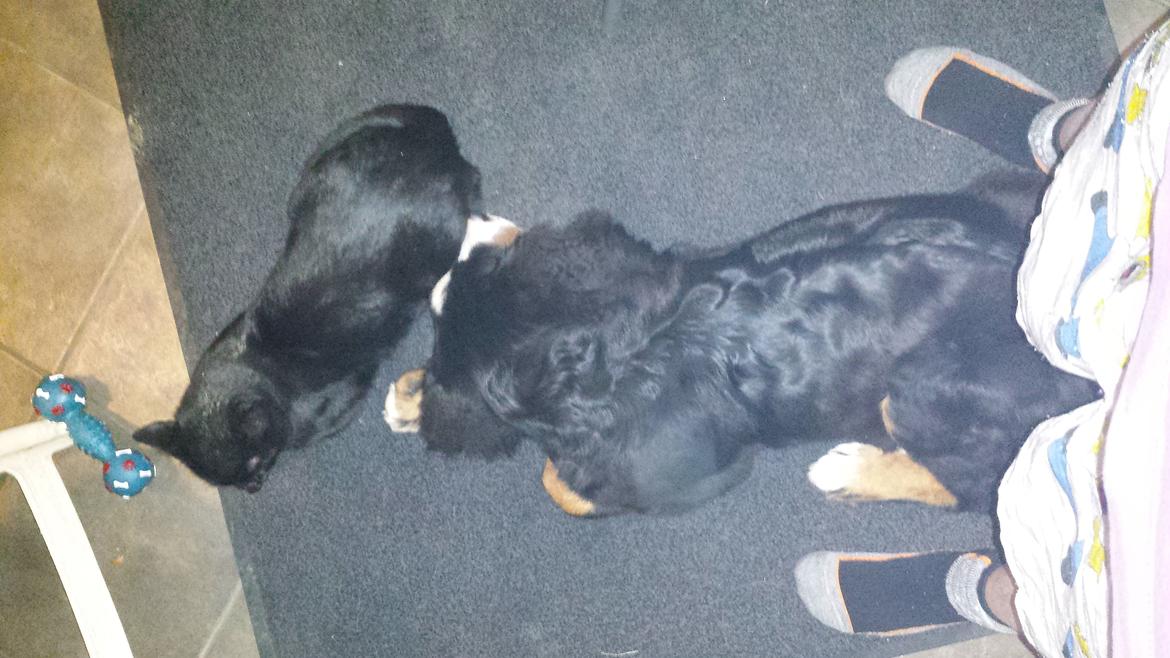 Berner sennenhund Conrad billede 5