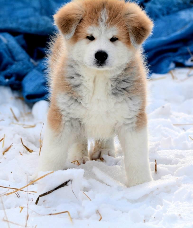 Akita inu K' Kaiser Go Akogareno - Kaiser 7 uger billede 5