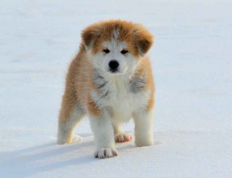 Akita inu K' Kaiser Go Akogareno - Kaiser 7 uger billede 7