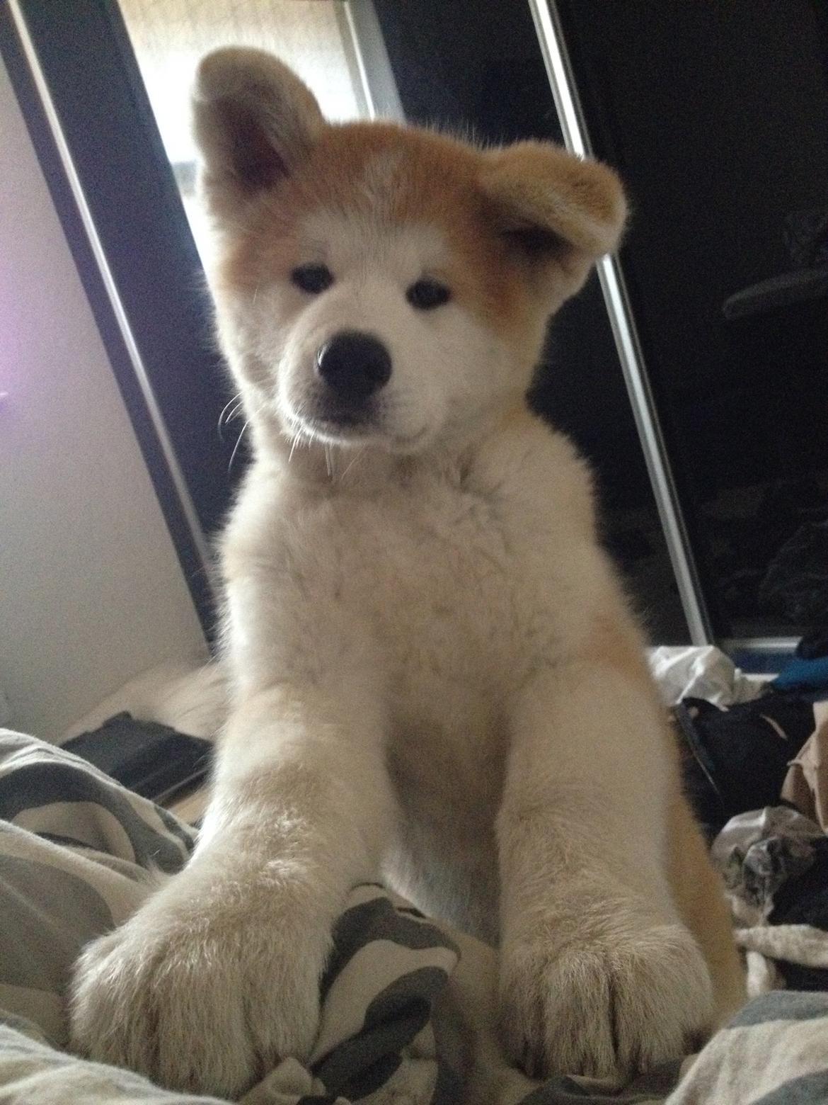 Akita inu K' Kaiser Go Akogareno billede 4