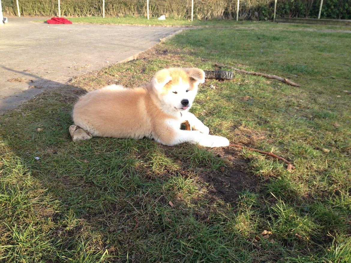 Akita inu K' Kaiser Go Akogareno billede 10