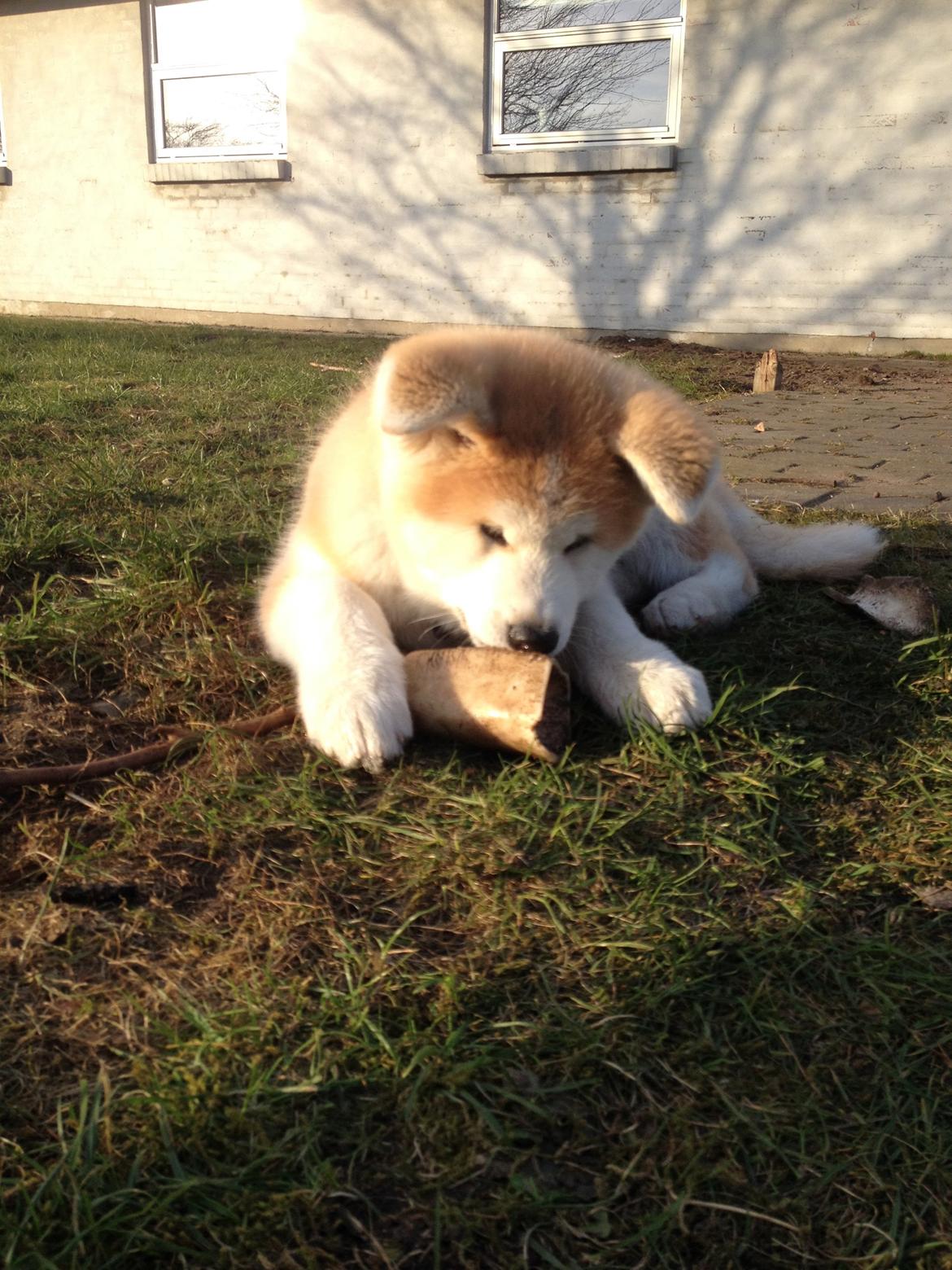 Akita inu K' Kaiser Go Akogareno billede 11