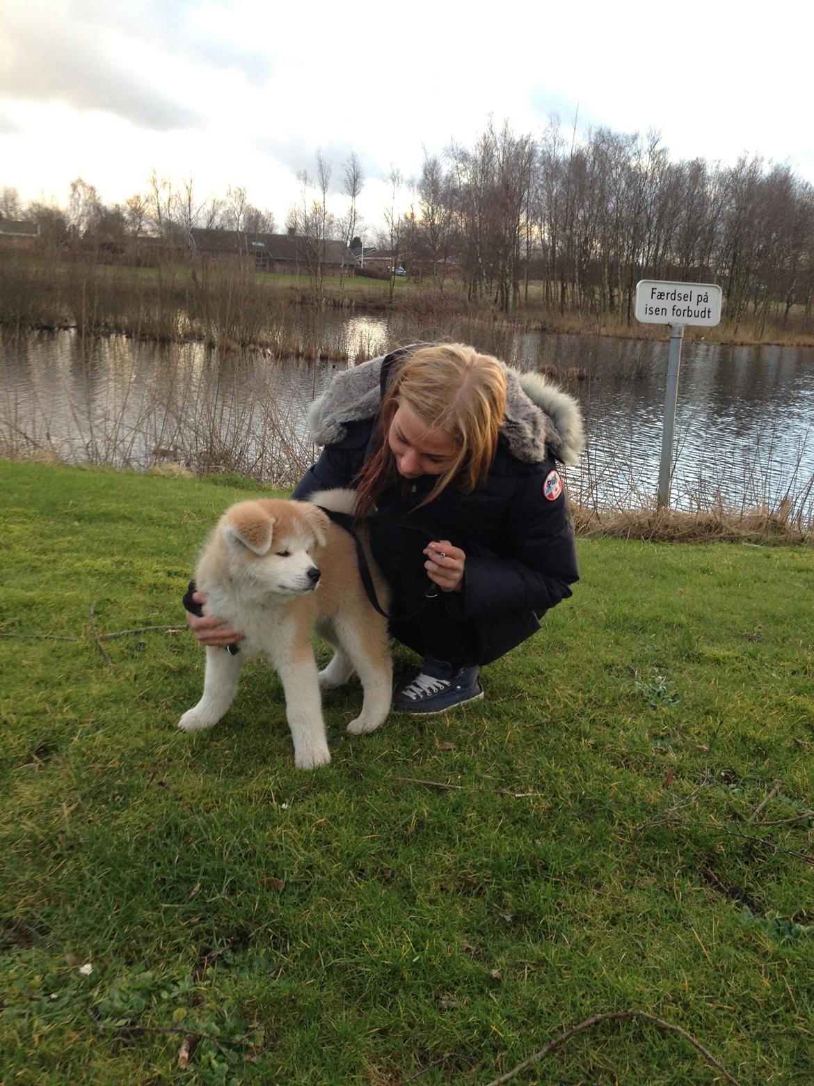 Akita inu K' Kaiser Go Akogareno billede 12