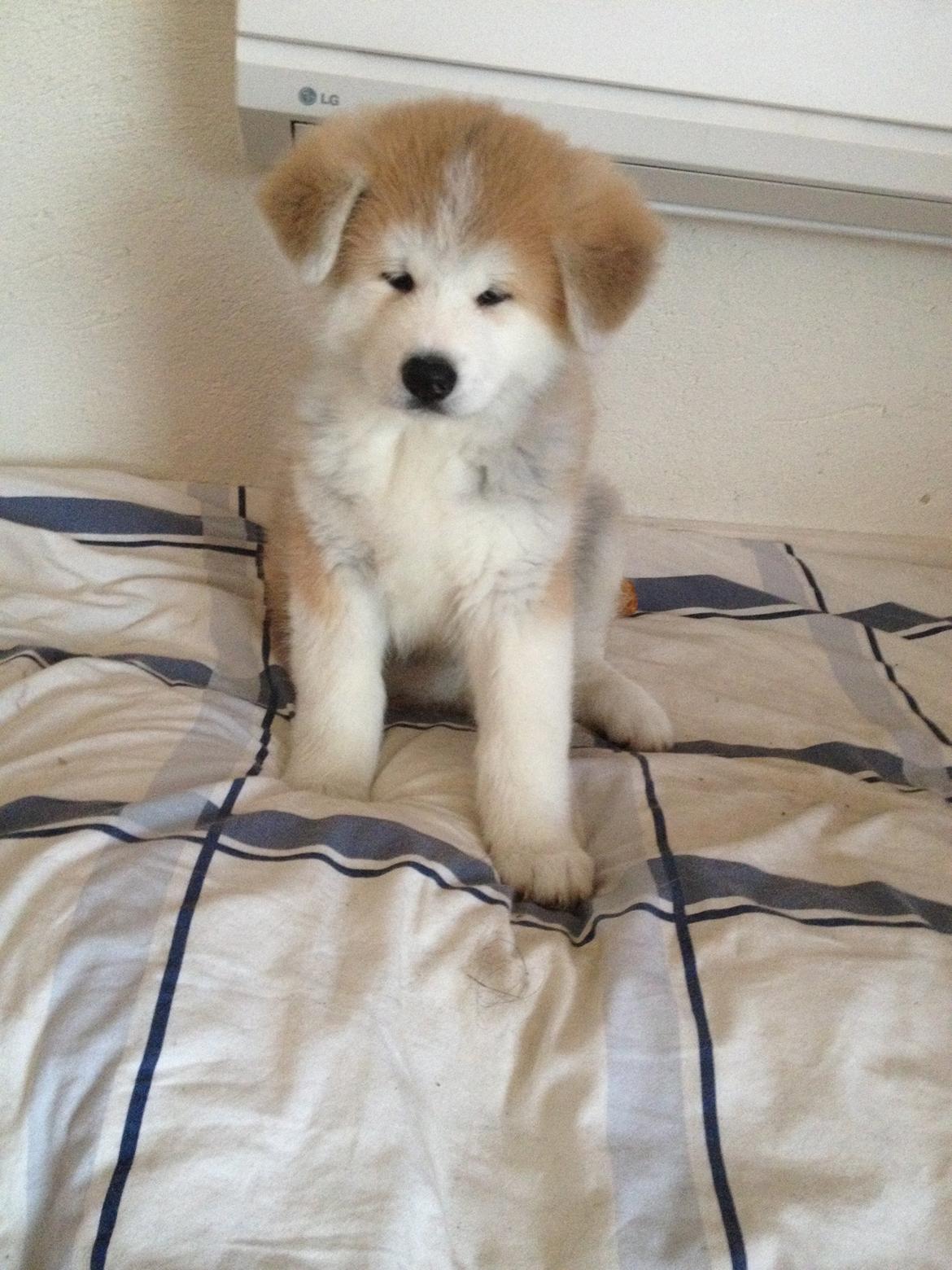 Akita inu K' Kaiser Go Akogareno billede 14