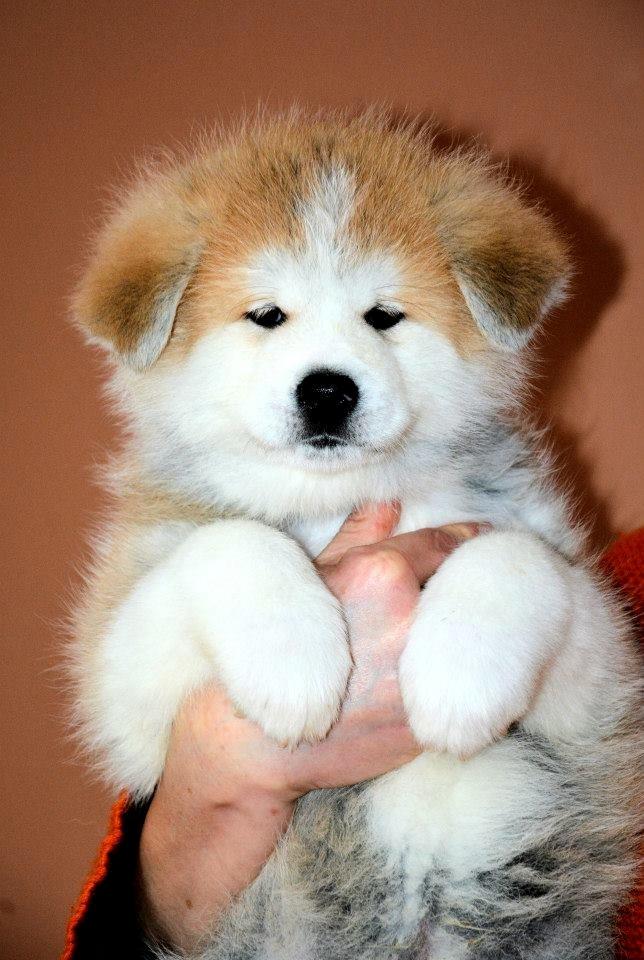 Akita inu K' Kaiser Go Akogareno billede 17