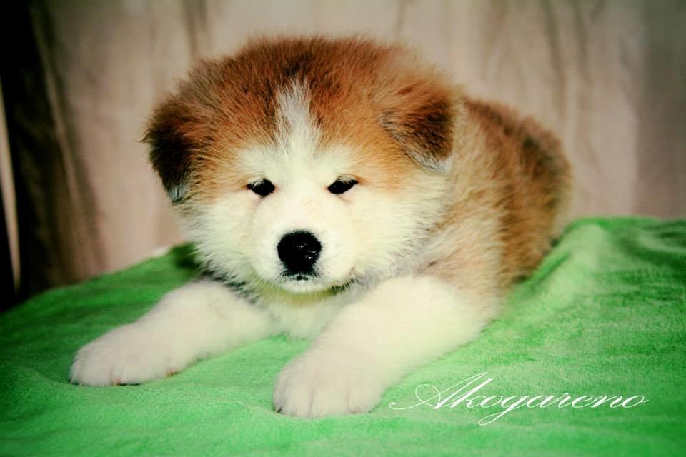 Akita inu K' Kaiser Go Akogareno billede 16